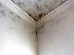 Why You Should Choose Our Mold Remediation Services in Audubon, IA